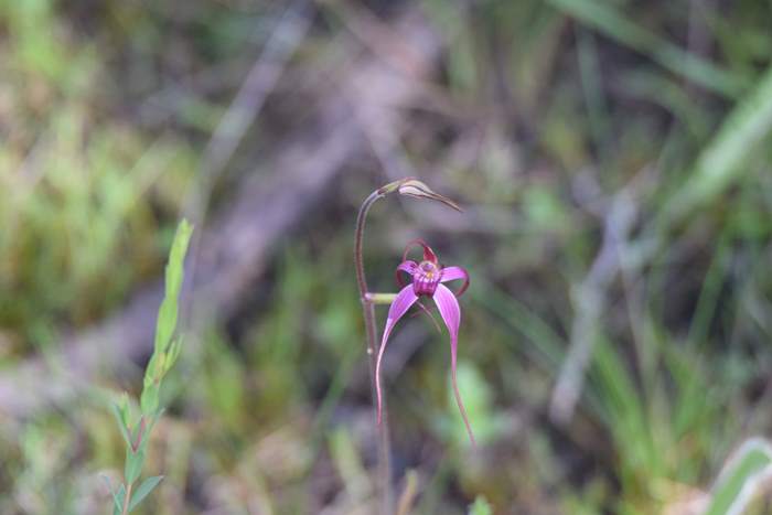 Caladenia - Pink spider orchid DSC_6765.JPG